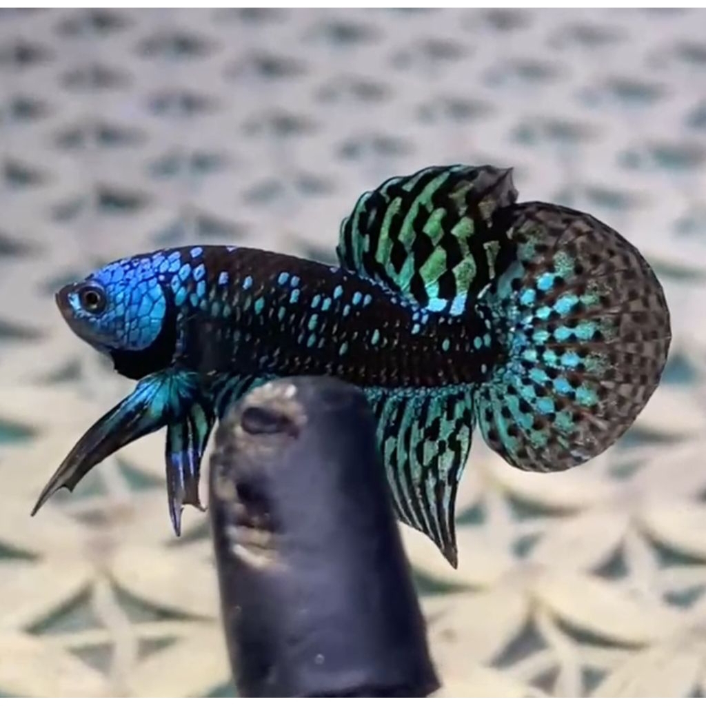 Wild betta Alien samurai