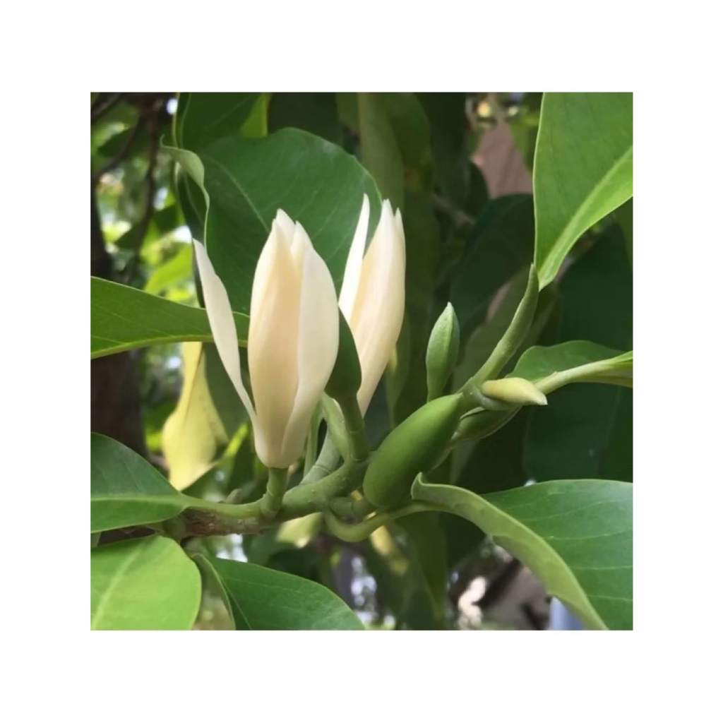 Kantil Putih - Bibit Tanaman Bunga Kantil Putih - Tanaman Bunga Cempaka Kantil Putih