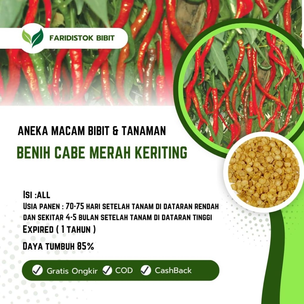 3000 biji benih cabe merah kriting super