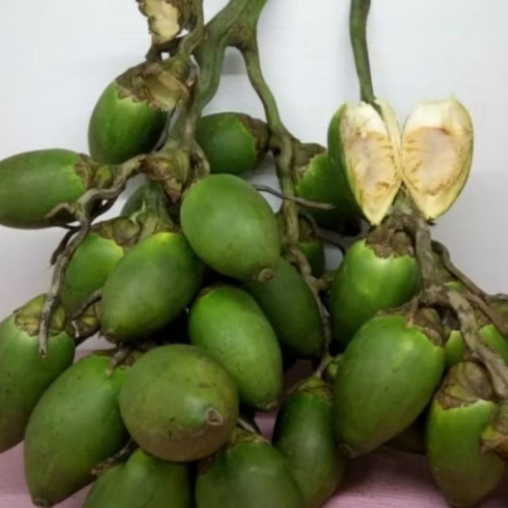 

Buah Pinang Muda Segar – Kualitas Pilihan 300 gram