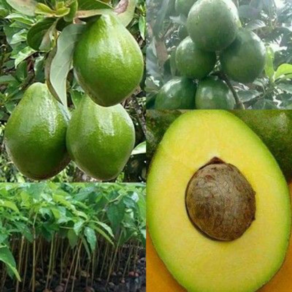 

ALPUKAT MENTEGA SUPER JUMBO 1KG. 3-4MENTAH SUFER FRESH