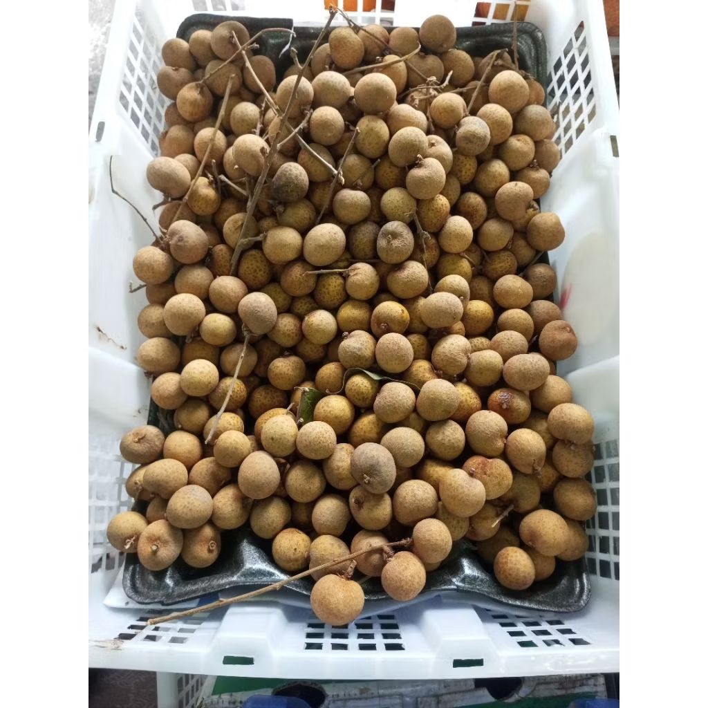 

Buah Kelengkeng Manis Segar Fresh 1 KG