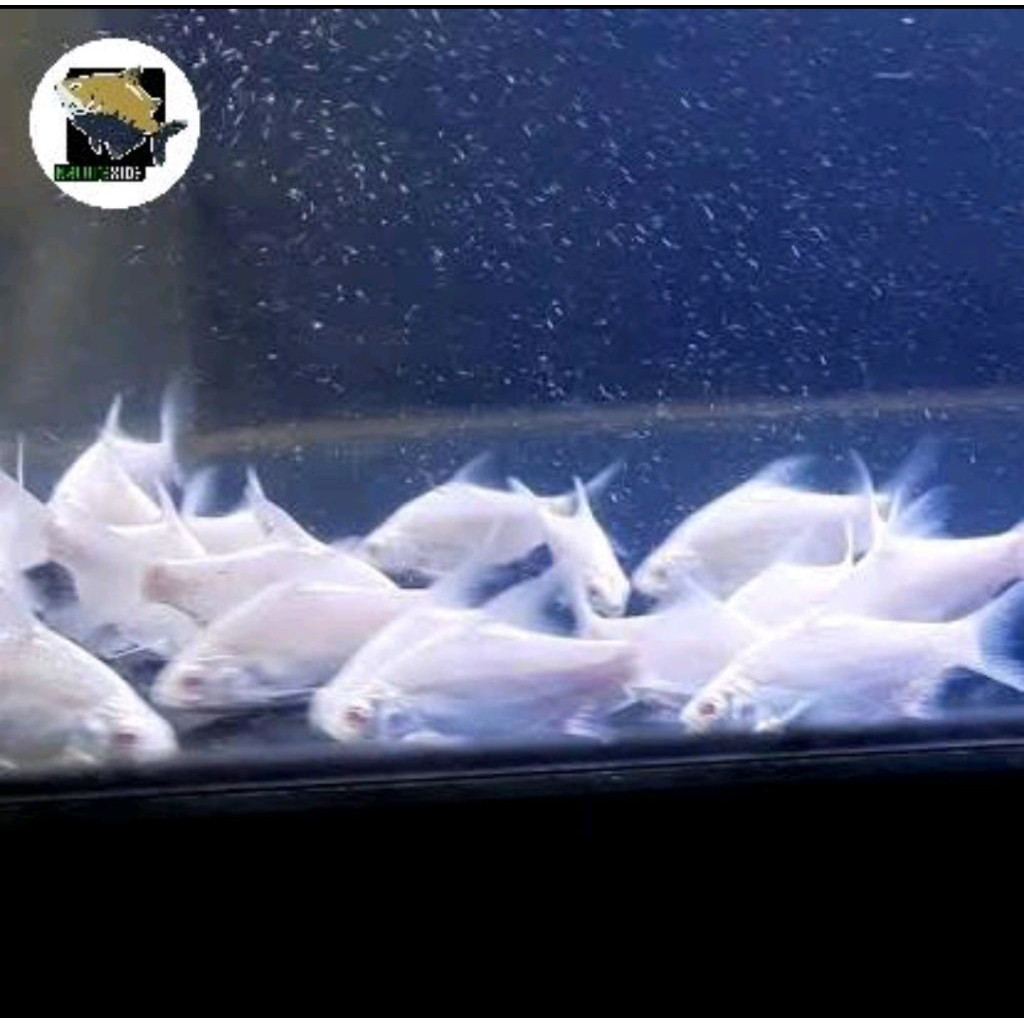 ikan kaviat kapiat platinum putih bersih tankmate pembersih aquarium pemakan kutu koi kolam