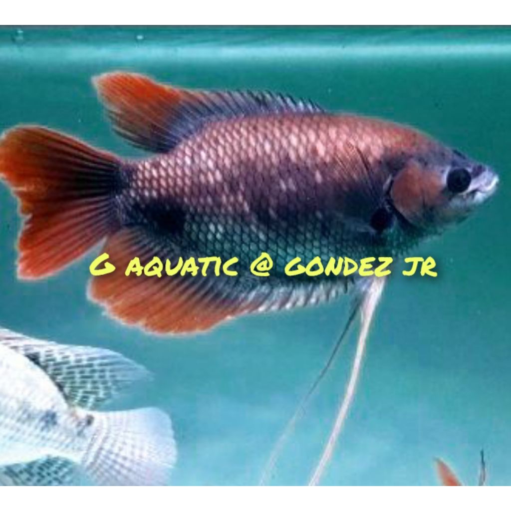 ikan gurame Sabah size 7-8cm