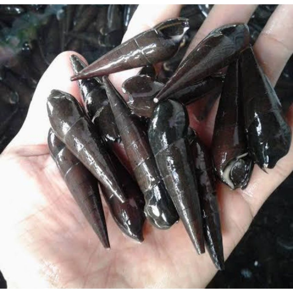 Tutut/Susuh laut hidup /Obat Segala Penyakit