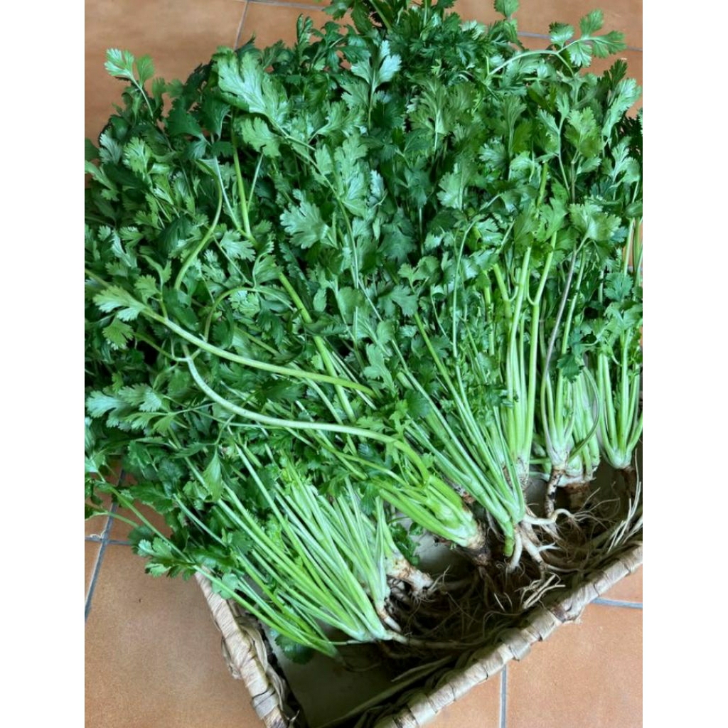 

DAUN KETUMBAR / CORIANDER LEAVE 100g