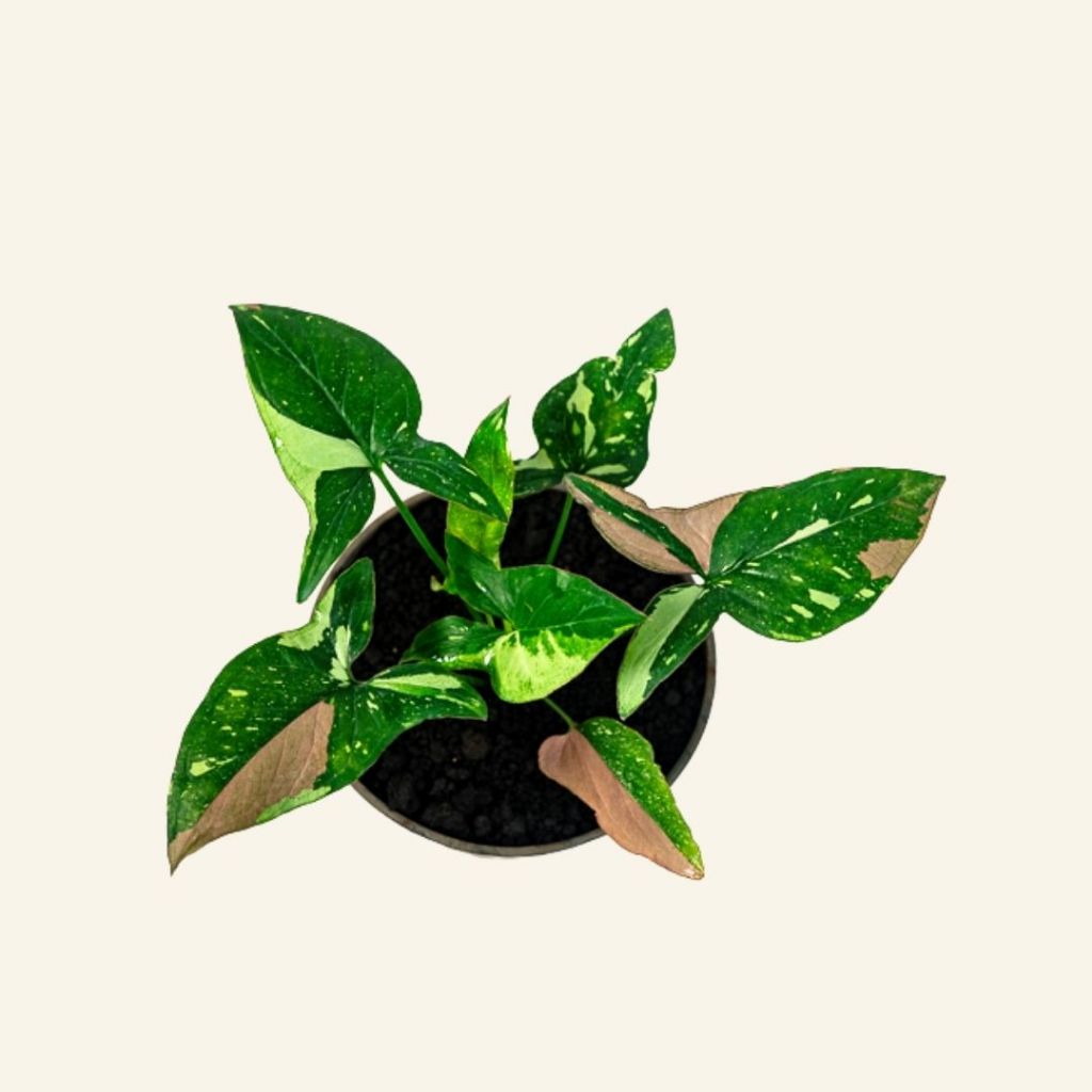 Tanaman Hias Syngonium Redspot Tricolor Premium