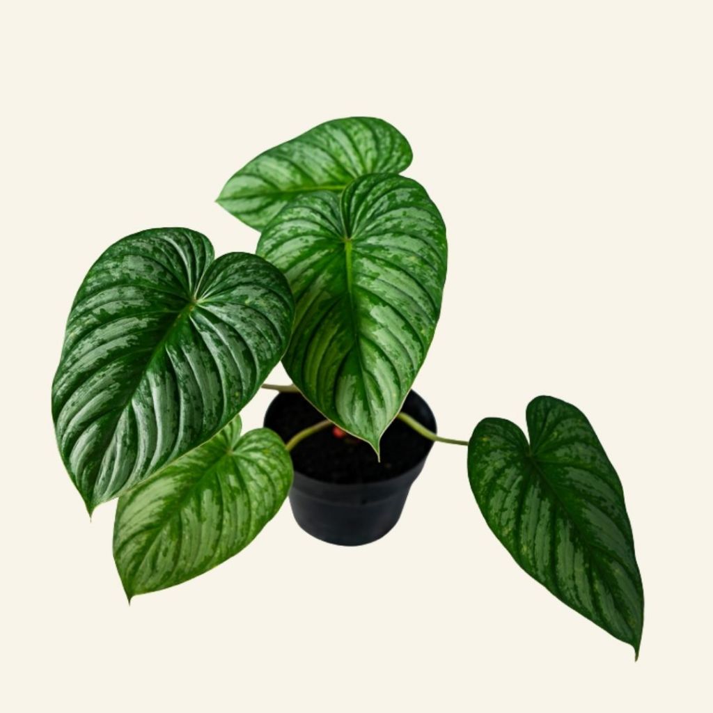 Tanaman Hias Philodendron Pastazanum Silver Premium