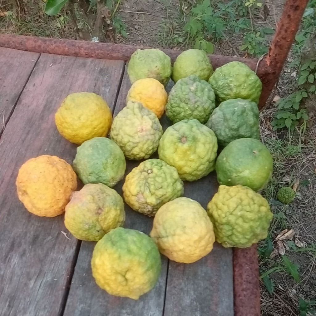 

buah jeruk purut tua, untuk diambil bijinya, disemai, promo bonus daun jeruk purut fresh