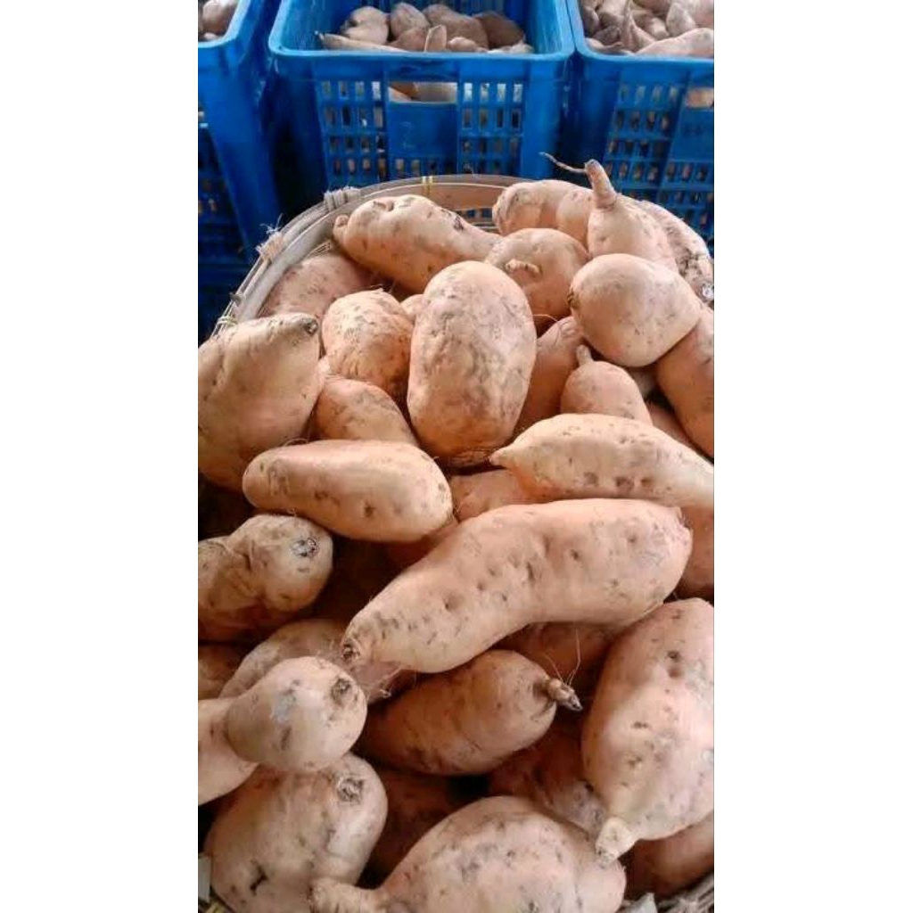 

Ubi madu cilembu A(SUPER) khusus panggang dll