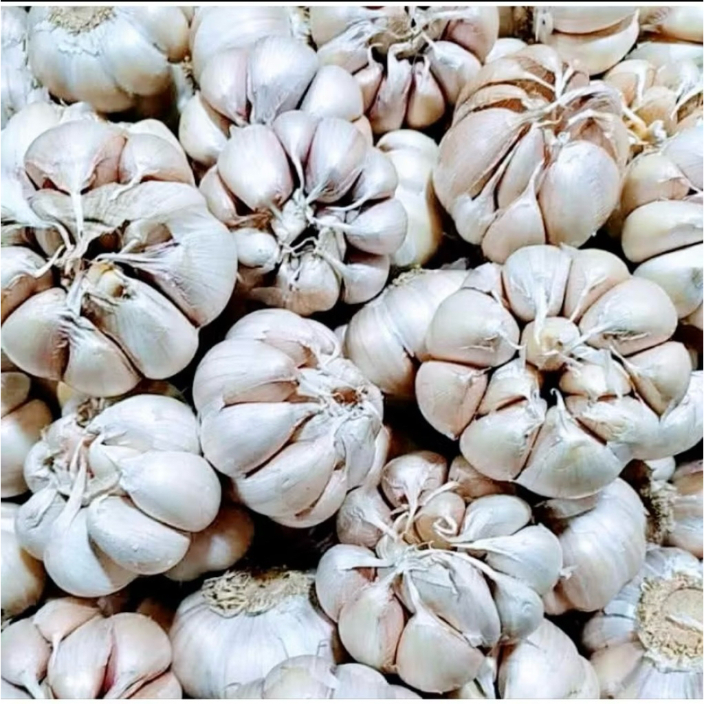 

Bawang Putih sinco 250gram / 500gram / 1.000gram