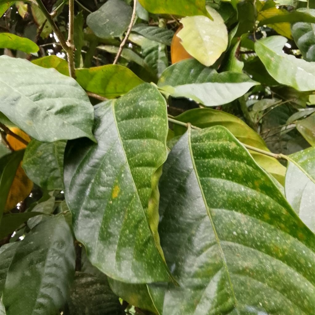 

Daun Dukuh Fresh ( Herbal ) 100 lembar+Bonus