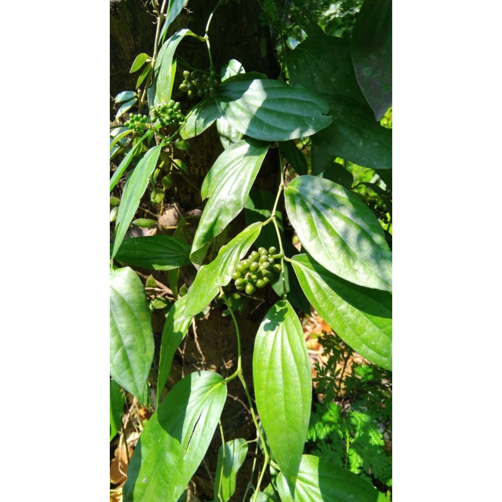 

Daun lada hutan asli segar petik langsung 40 lembar