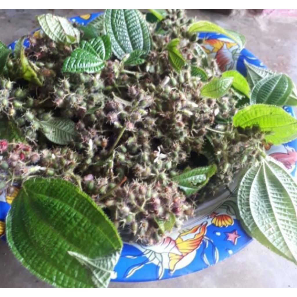 

Buah senggani/harendong bulu/senduduk 100 gram langsung petik