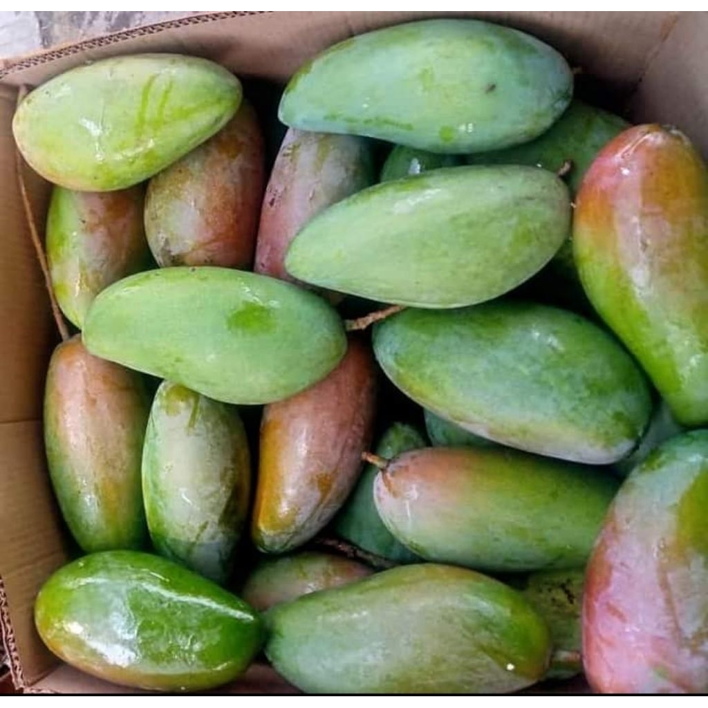 

Mangga Kiojay Thailand