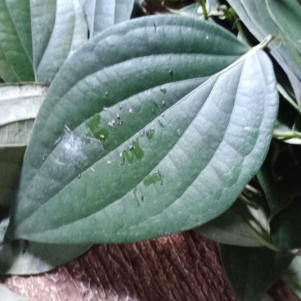 

Daun Merica Daun Lada Segar 100lembar