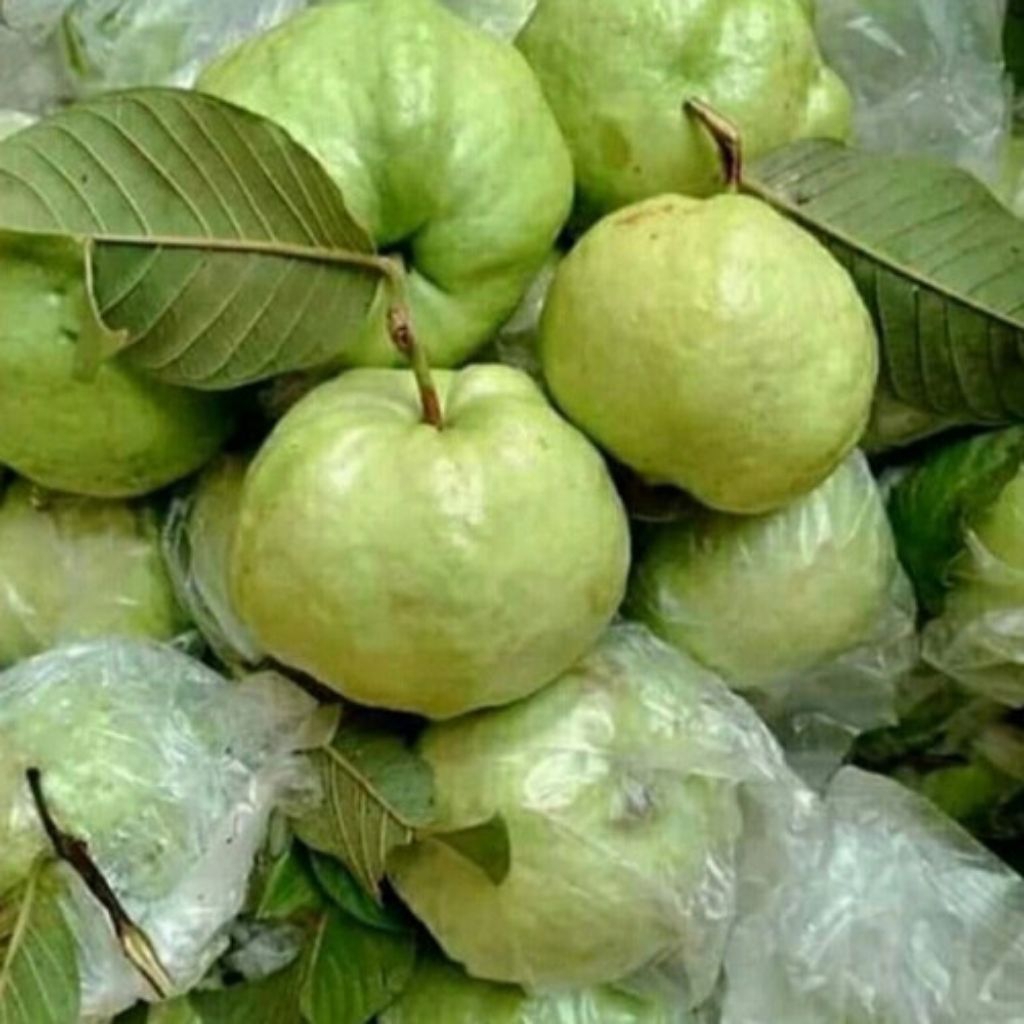 

jambu kristal segar sedikit biji murah 500 gram