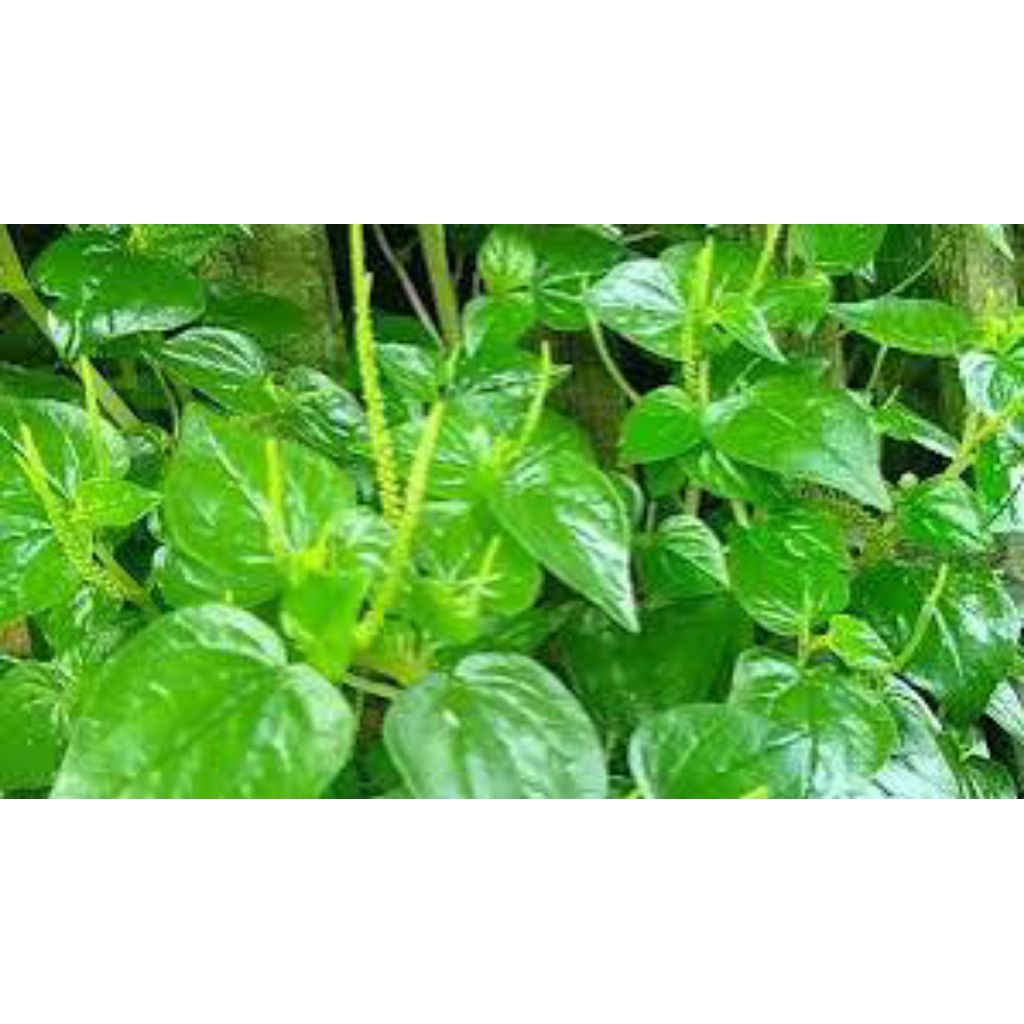 

Daun sirih cina/ketumpang air segar 500 gram