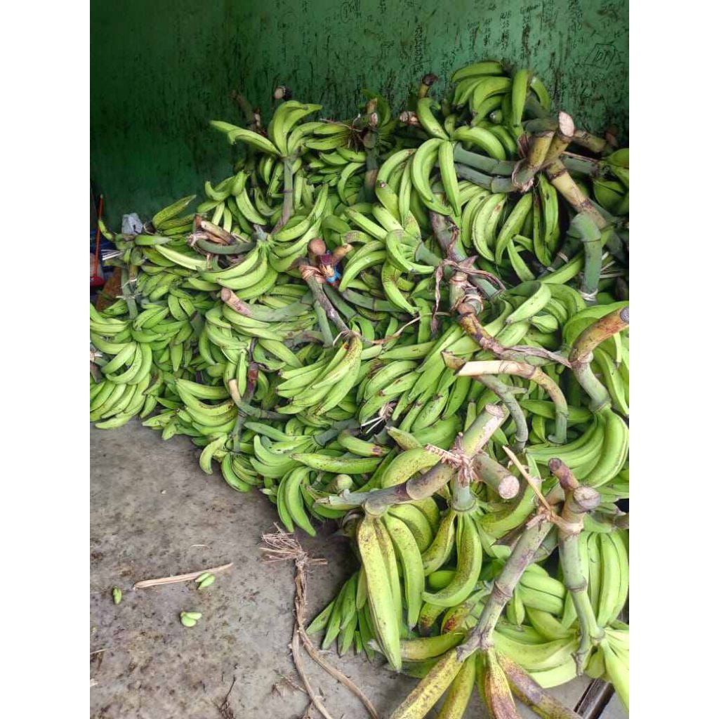 

pisang tanduk harga grosir 1kg