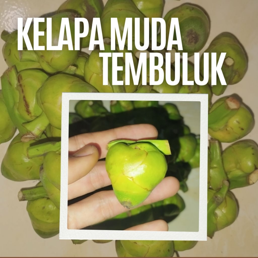 

BELULUK KELAPA TEMBULUK KELAPA MUDA || OBAT HERBAL KAYA MANFAAT || KONDISI BARU
