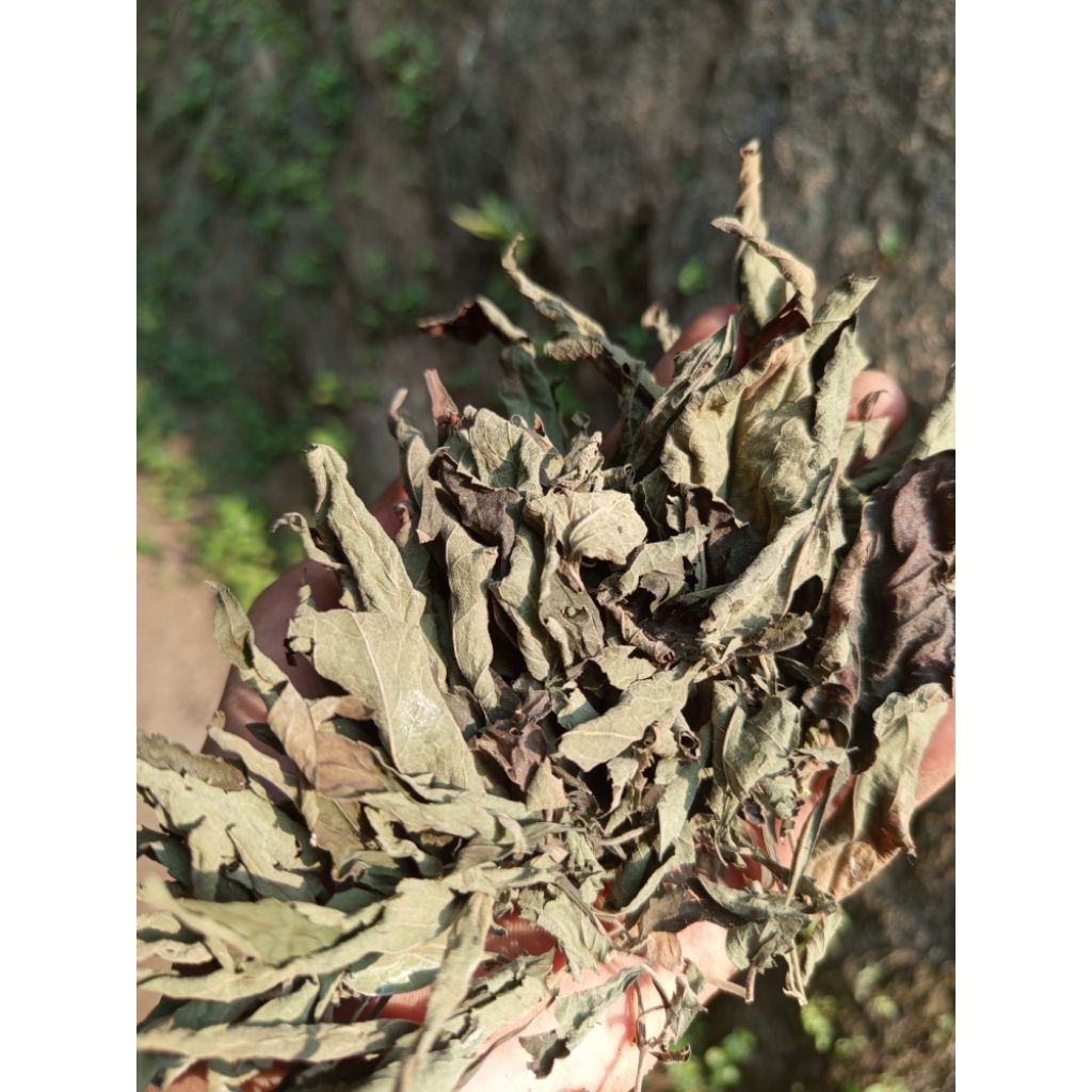 

Daun insulin 100 gram kering