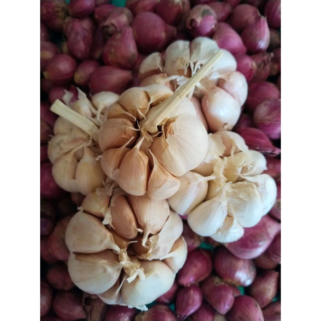 

Bawang putih segar per 1kg ready bersih