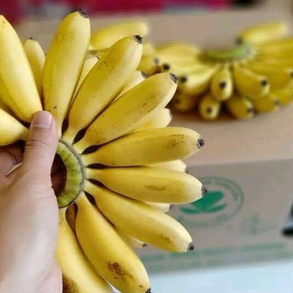 

Pisang Mas Harga 1 Sisir