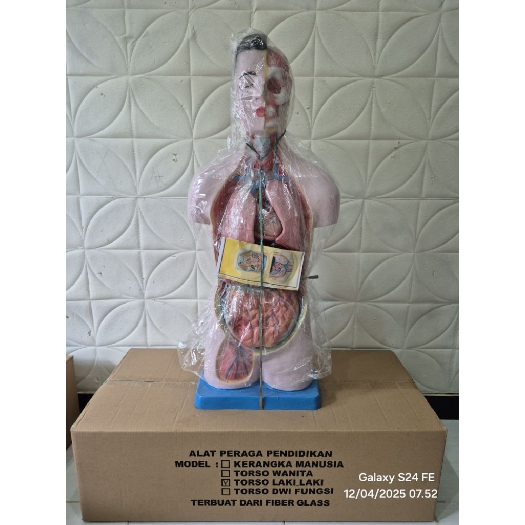 

PROMO Torso / Anatomi Manusia Setengah Tubuh 90cm / Alat Peraga Pendidikan