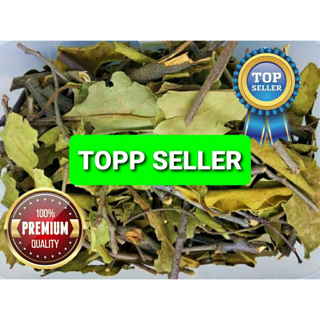 

Benalu Cemara Organik 1000 Gram ranting dan daun Kwalitas Terbaik