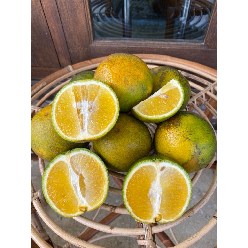 

[Harga Grosir] Jeruk Iris / Baby Java Fresh Baru Petik dari Kebun Harga Grosir