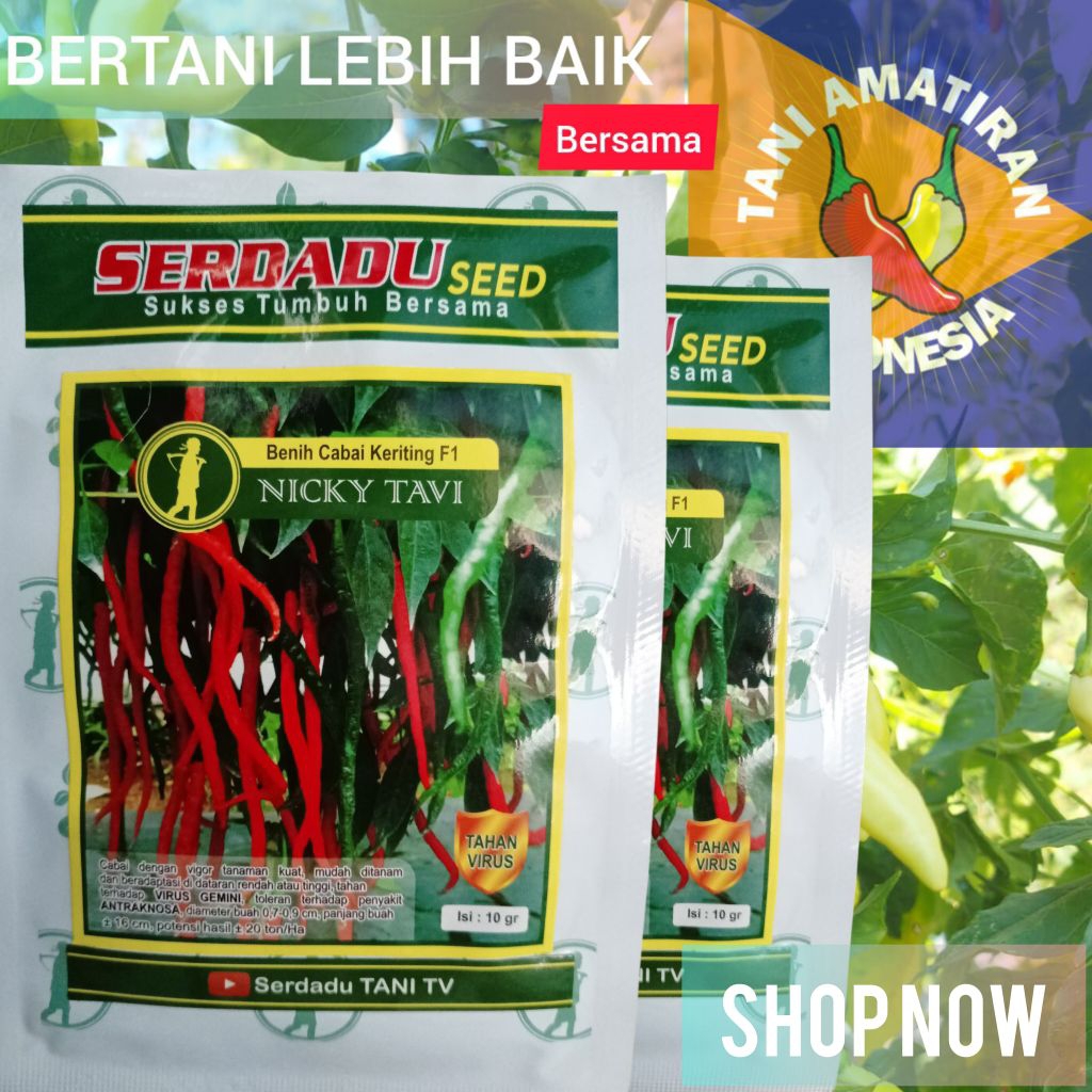 NICKY TAVI F1 Benih Cabai Keriting Hibrida Tahan Virus Original
