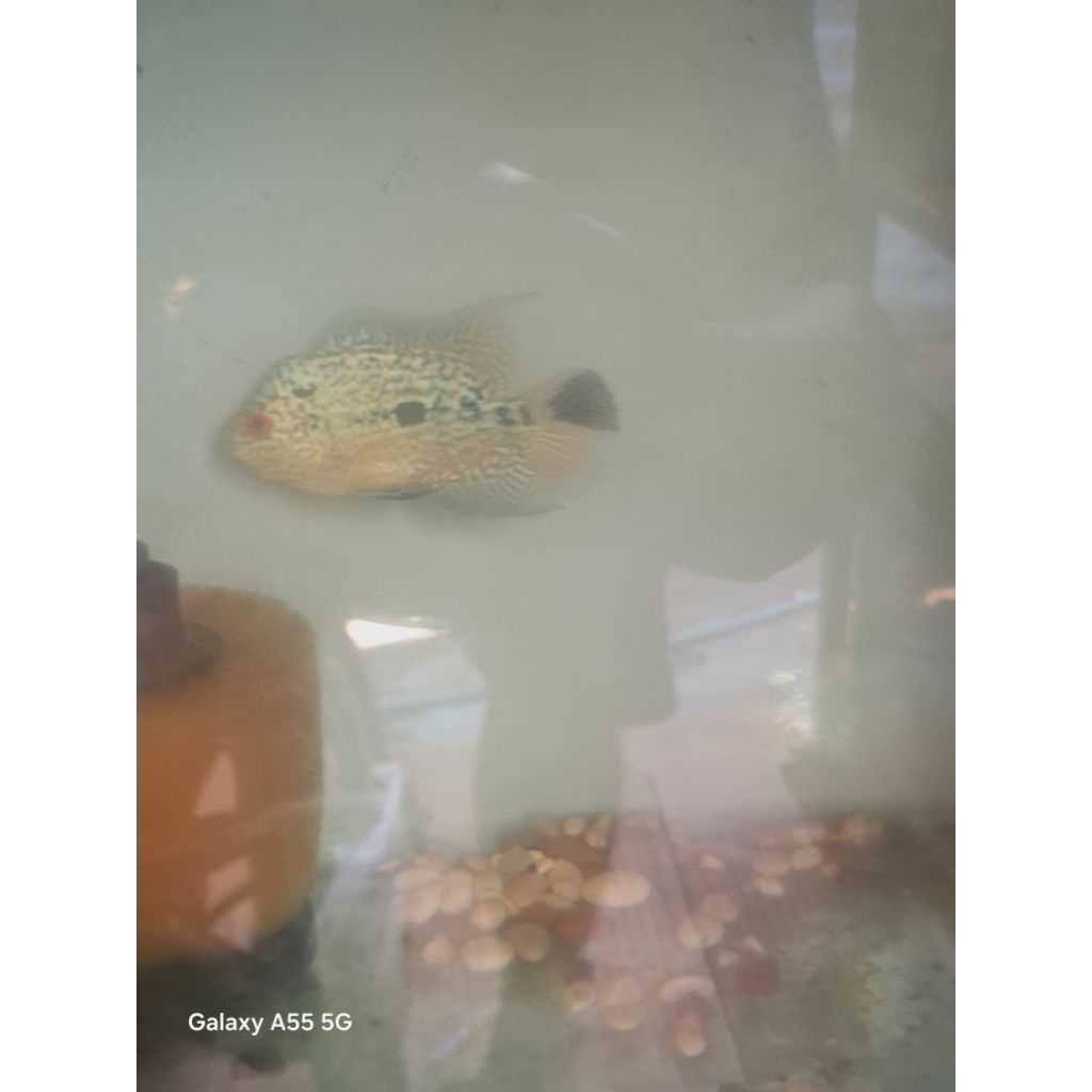 burayak louhan gb cencu