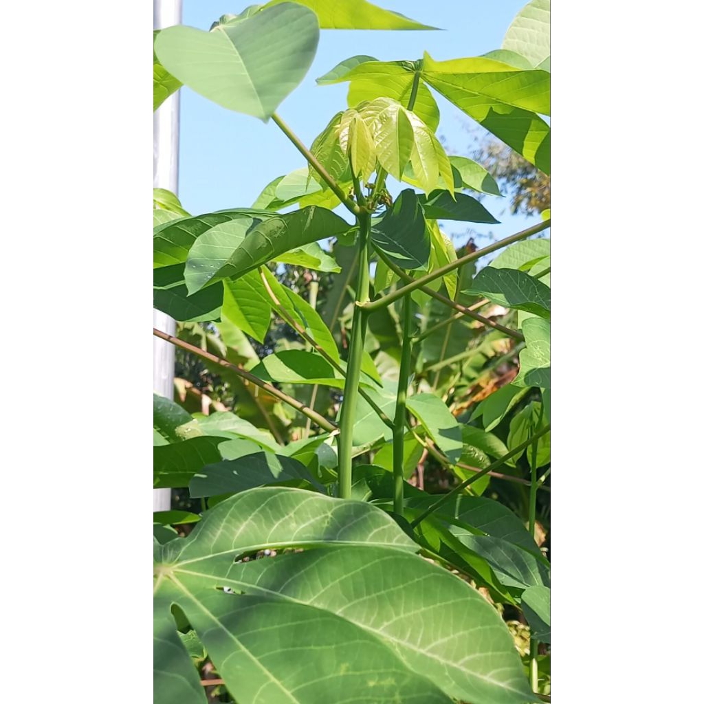 

DaunSingkong300grDaunsegarDaunSayur