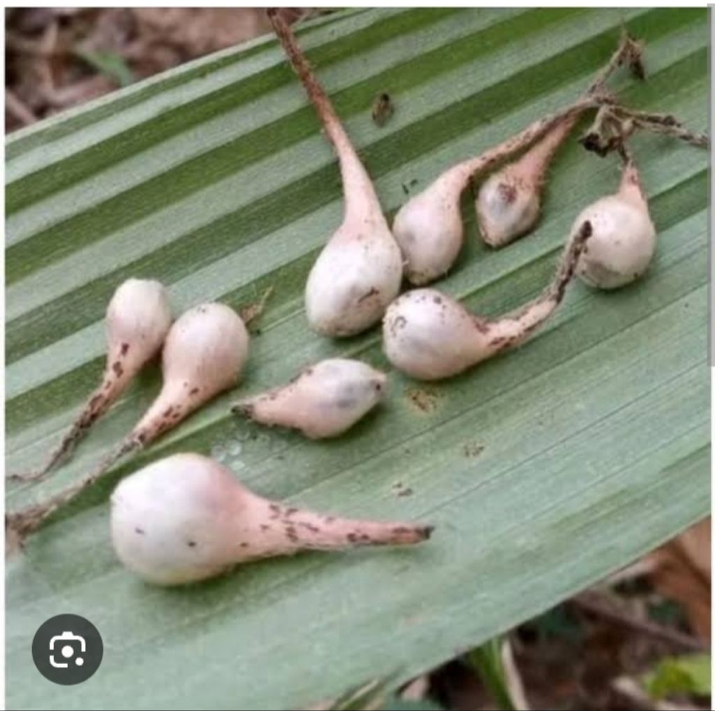 

buah marasi segar si pengubah rasa