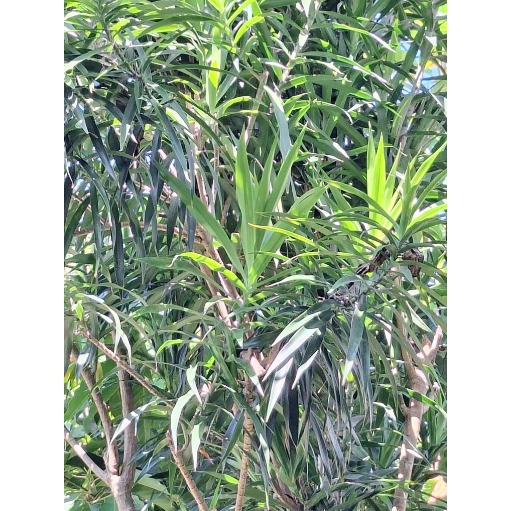 

Promo Daun Suji Alami (satu ikat isi 30 lembar), 100% Alami untuk Pewarna Hijau Makanan!