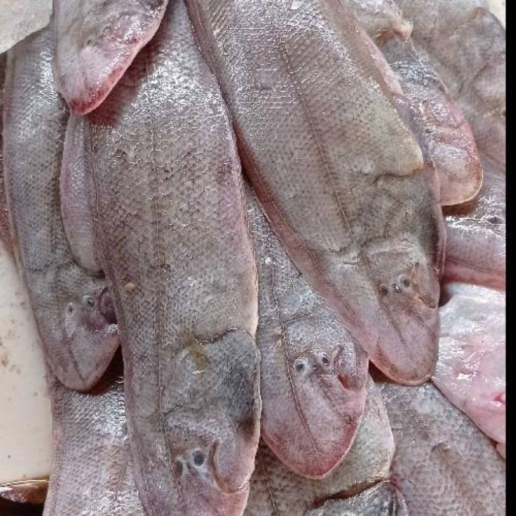 

Ikan Lidah Fresh 500gr (Ikan Segar)