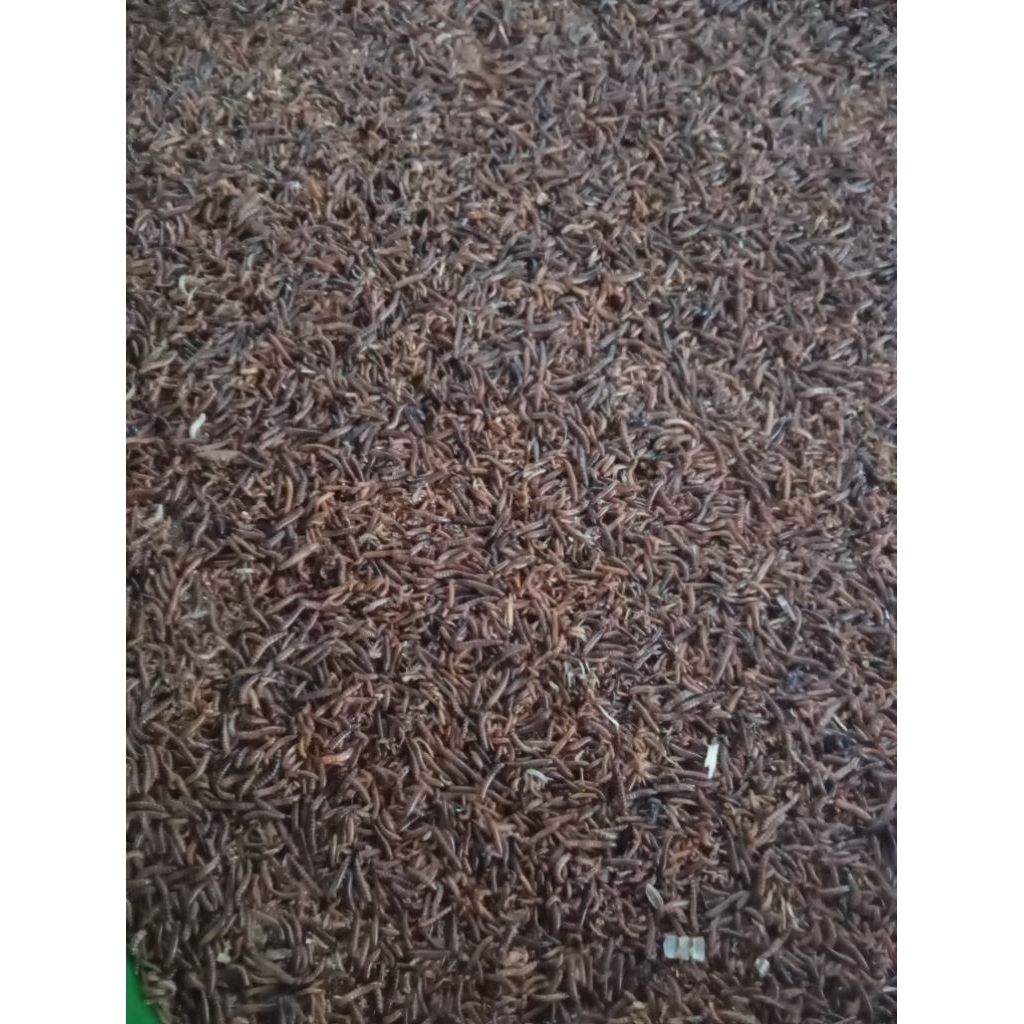 ulat kandang fresh