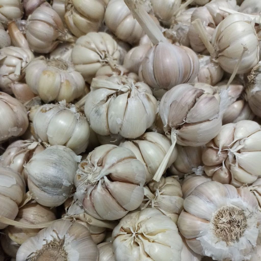 

Bawang Putih Biasa, Sedang Besar, Bersih sudah dikupas kulit luar kotornya berat 1 kg