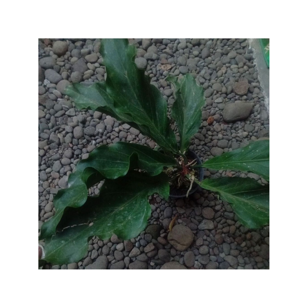 Bunga gelombang cinta