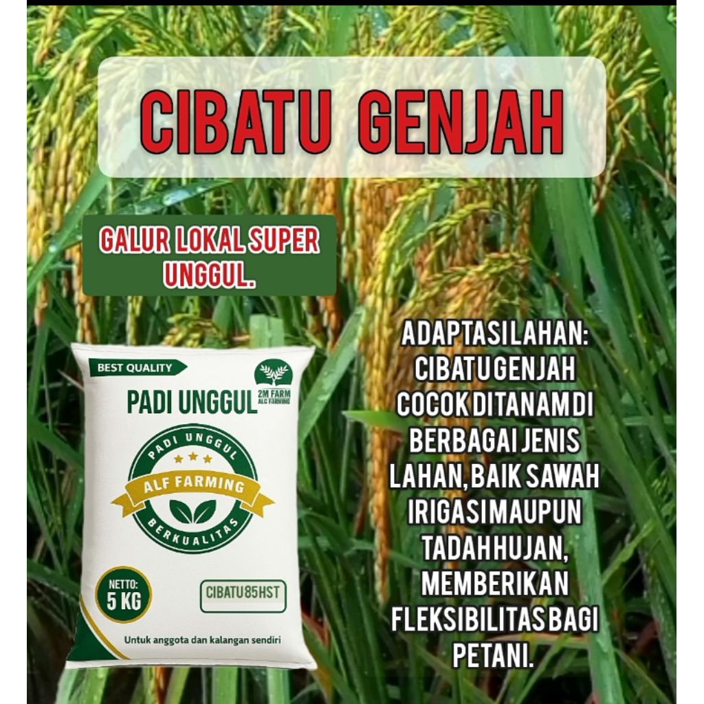 padi unggul CIBATU GENJAH berkualitas