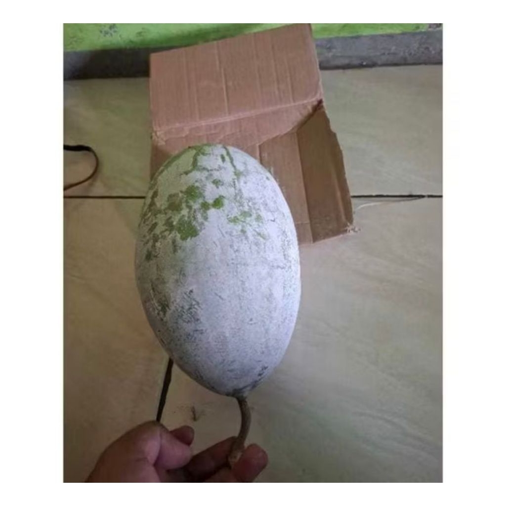 

￼Buah Kundur Winter Melon Beligo Baligo Bligo Blonceng Benincasa Hispida 3-3,7 kg