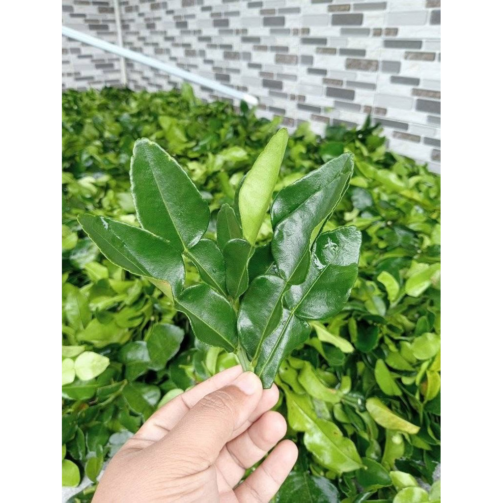 

Daun Jeruk Purut Segar Bumbu Masak / Daun Jeruk Rempah Herbal