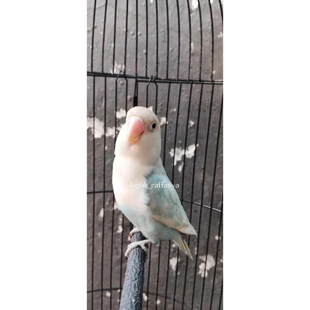 lovebird pastel biru dewasa