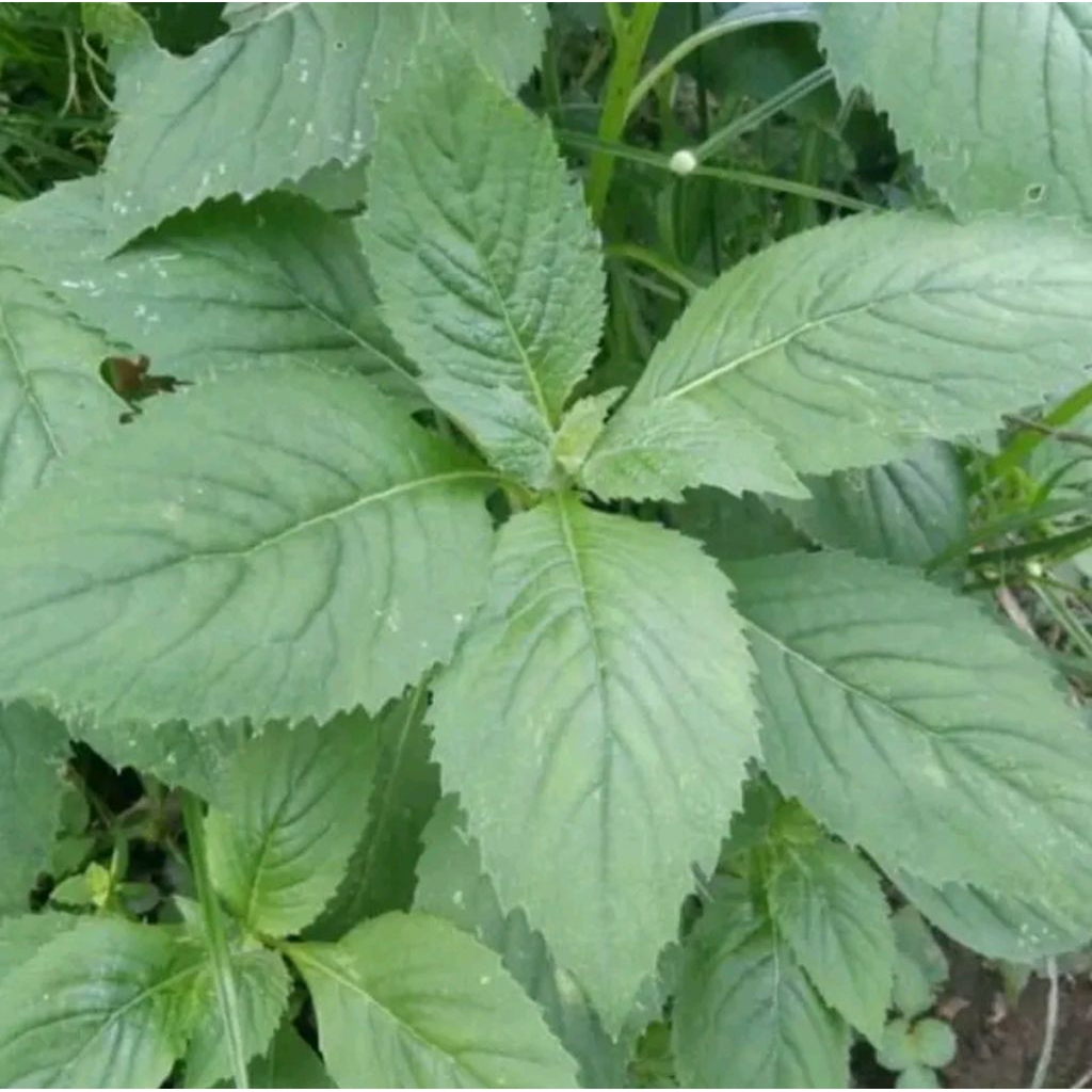 

Sayuran daun sintrong segar 250 g