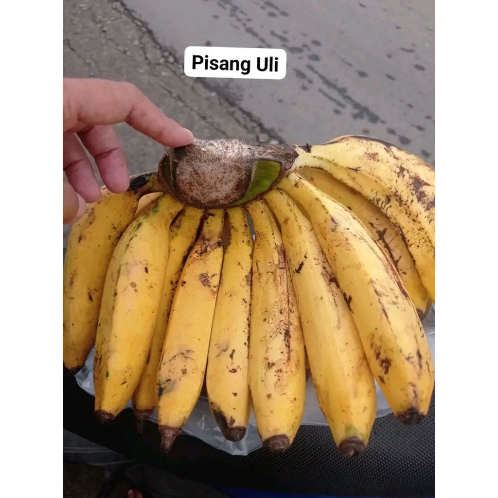 

PROMO!! PAKET 3 PISANG ULI SUPER