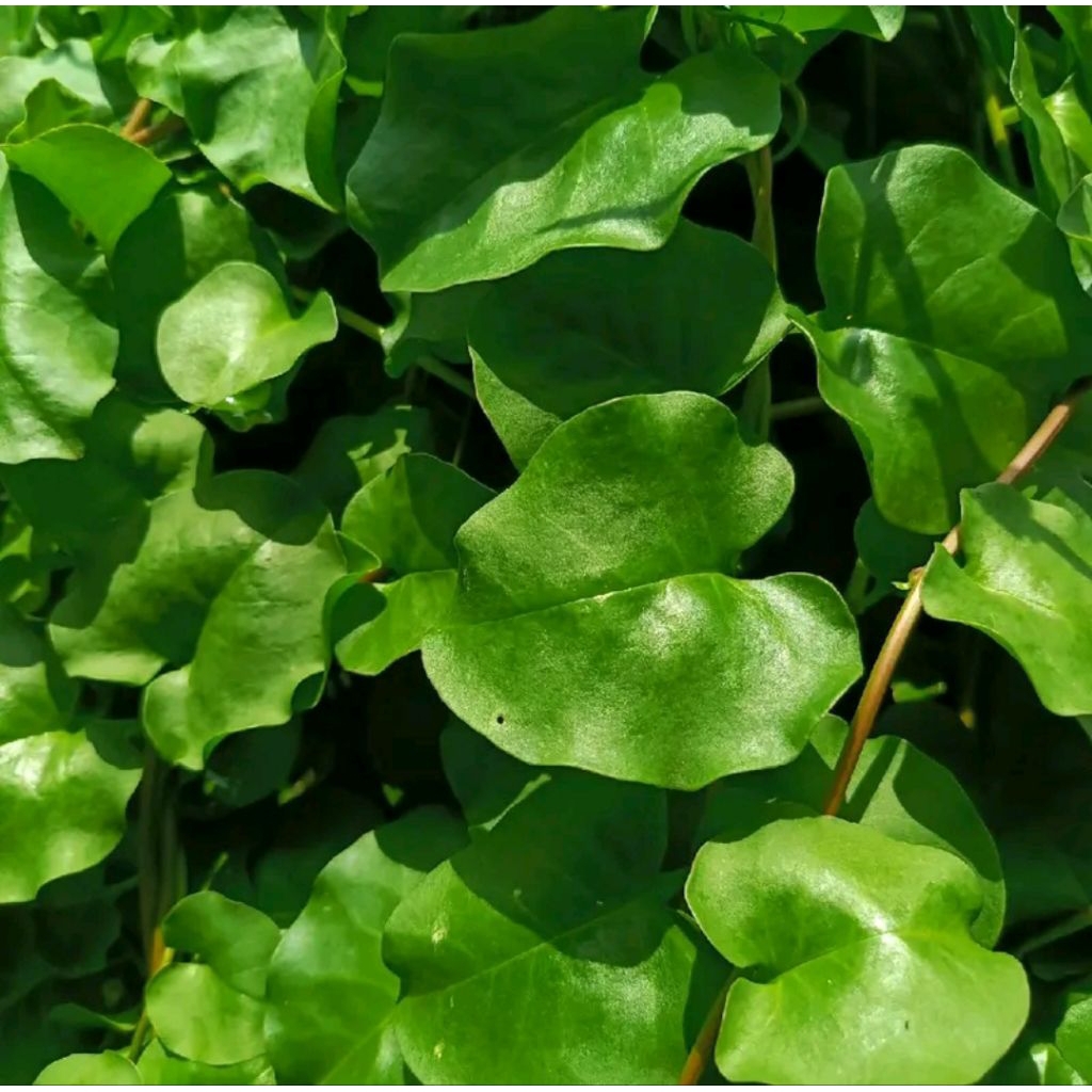 

Daun binahong segar 250 g