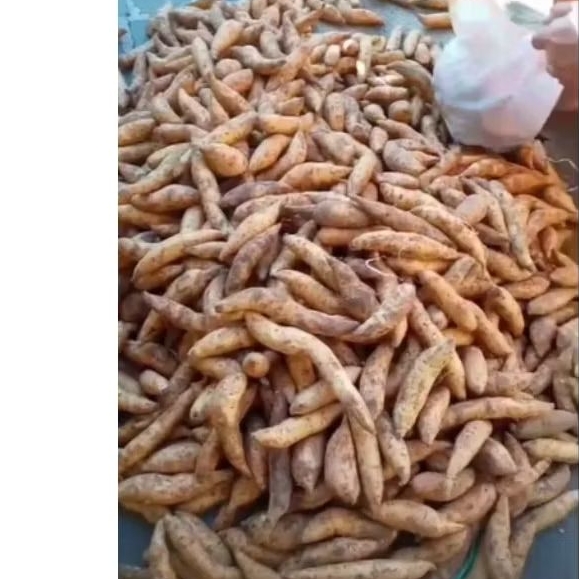 

UBI MADU CILEMBU ASLI MENTAH/BERSIH/SPEK KUCRAK