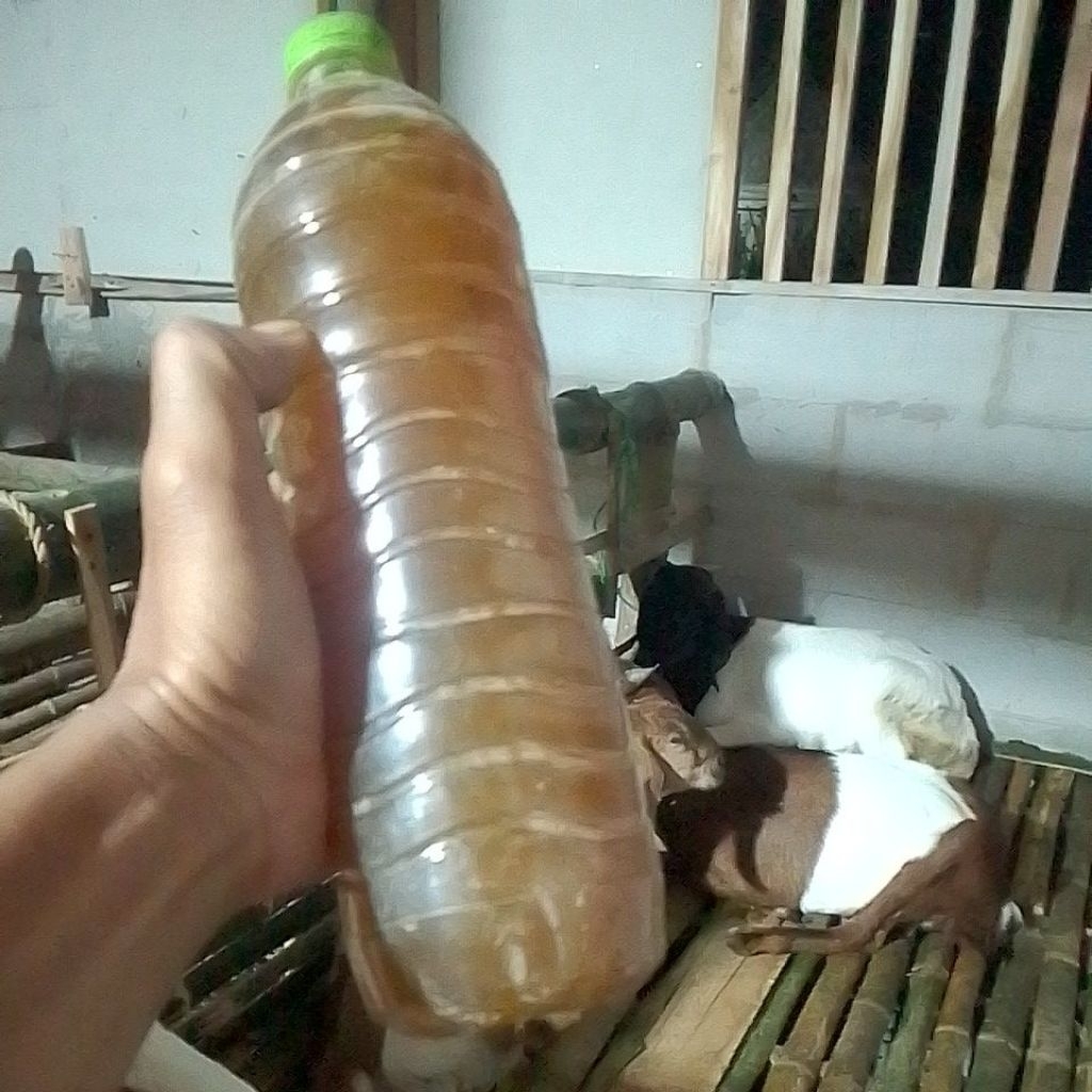 urine kambing asli murni