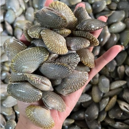 

Kerang Batik 1Kg Kerang Batik Segar