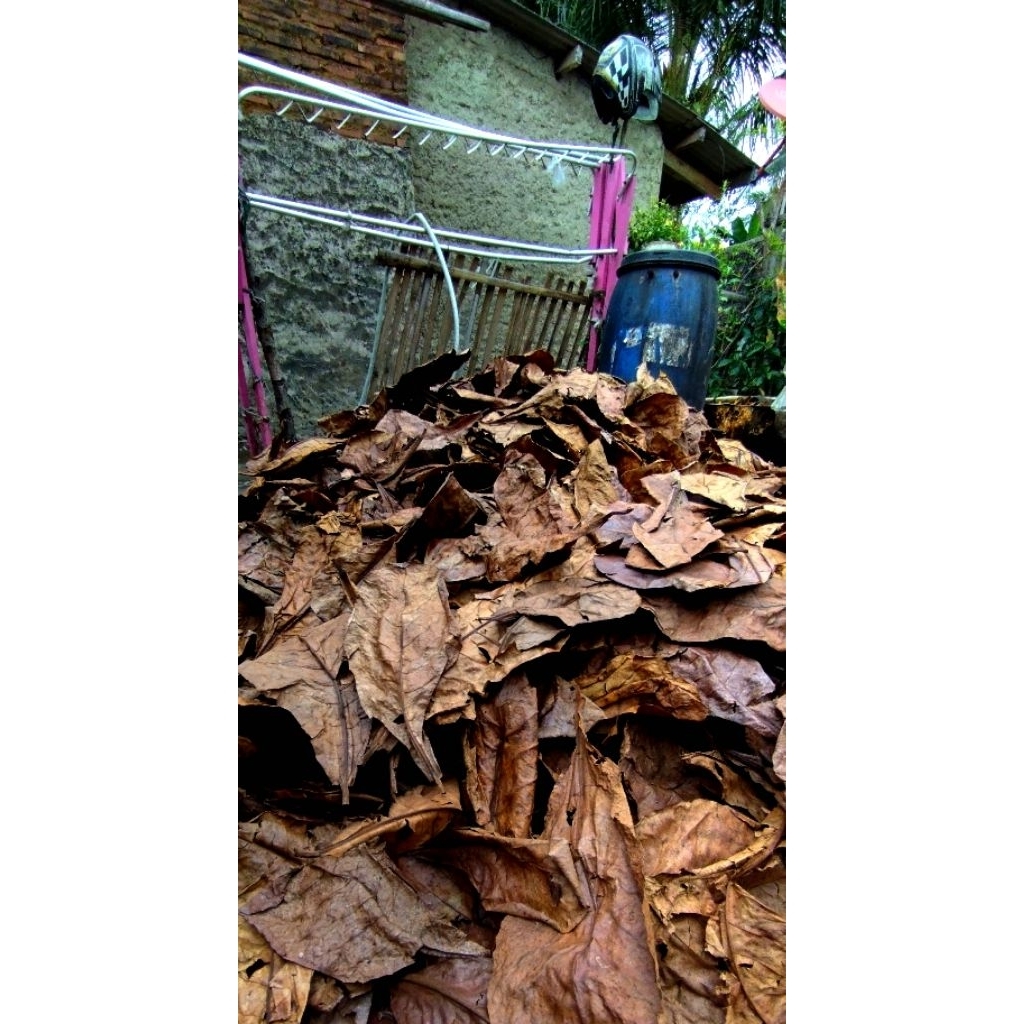 daun Ketapang laut super belum di olah 1kg